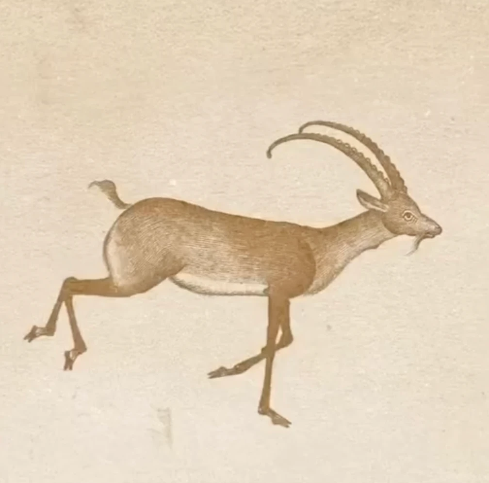 Capra ibex, antique illustration